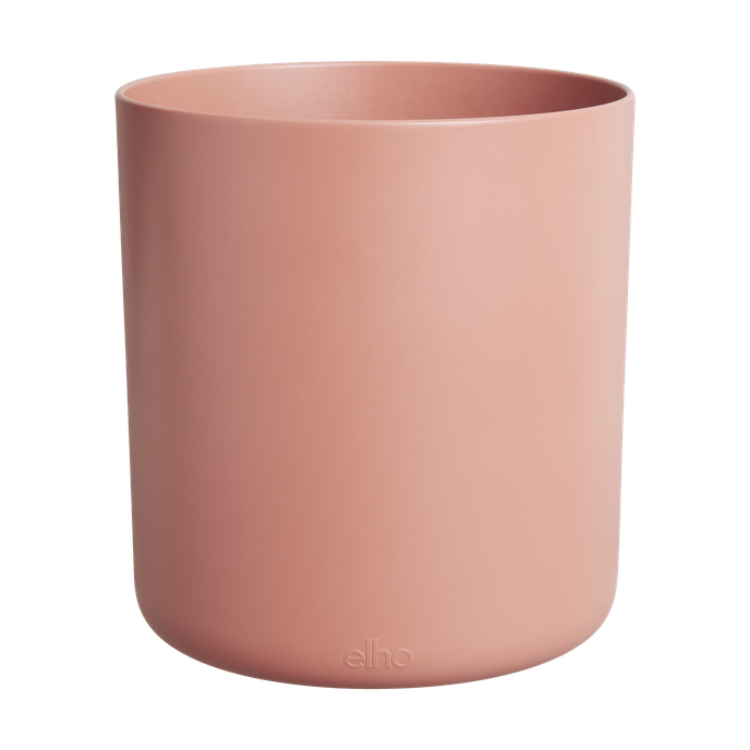 bouncy basil toffee terra